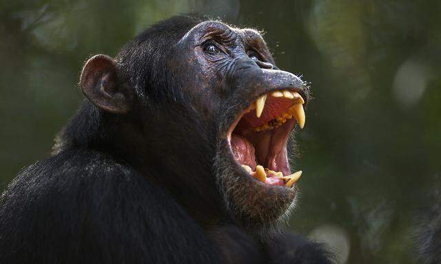 Kein sympathischer Geselle, dieser Schimpanse. Aber vermutlich ein hohes Tier in seiner Horde – und erfolgreich bei der Fortpflanzung. 