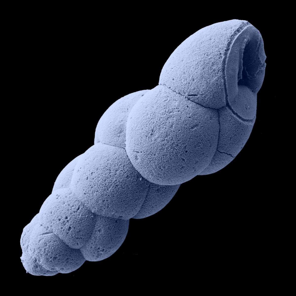 Die sogenannten Foraminiferen, auch Kammerlinge genannt, sind weniger als einen Zehntel Millimeter groß. Sie sind Einzeller und tragen meist ein Gehäuse.