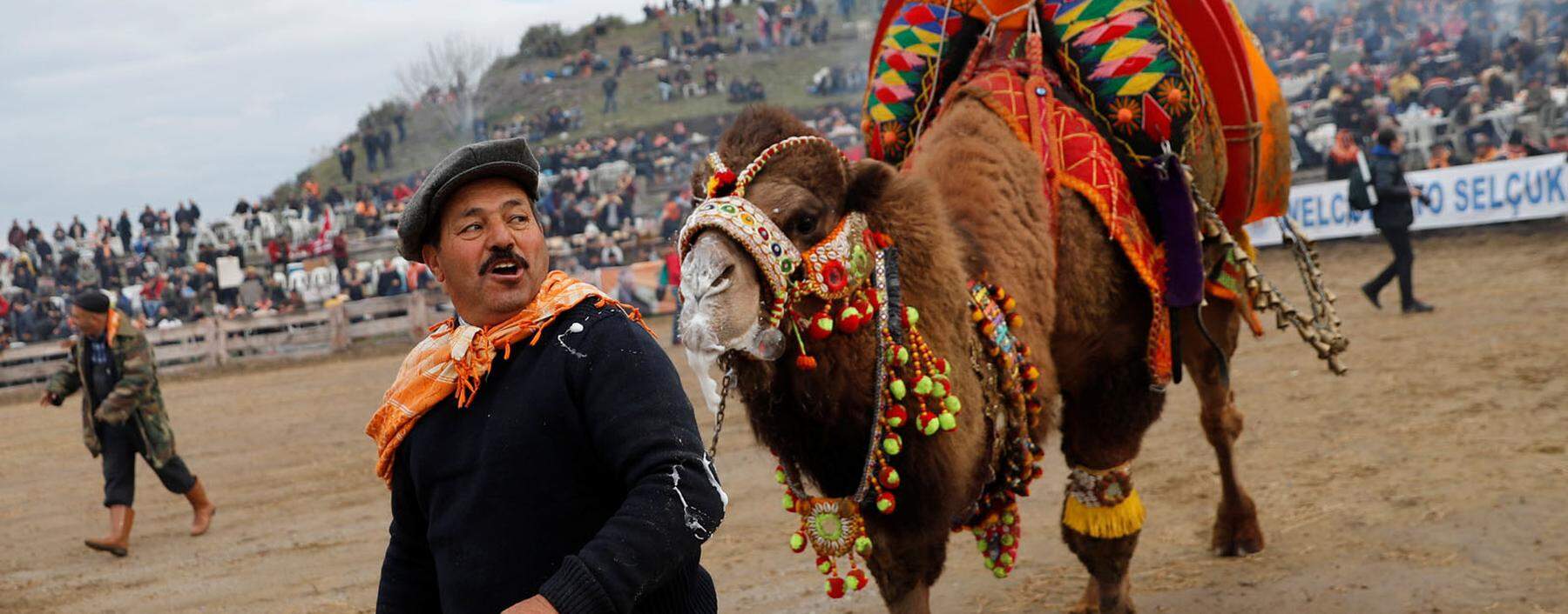 Aufgeladene, ausgelassene Stimmung im türkischen Selçuk: Beim Kamelkampf treten immer zwei Kamele gegeneinander an. Nach der traditionellen Rangelei wird gefeiert. 