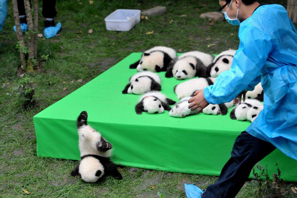 29. September. Das Panda-Zentrum der Volksrepublik China in Chengdu ist das Nachwuchszentrum für die Großen Pandas weltweit. Da kann es schon einmal passieren, dass eines der schwarz-weißen Fellknäuel die Orientierung verliert.