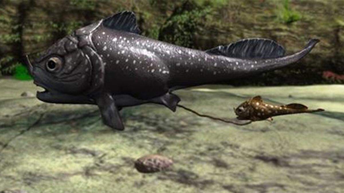 In Westaustralien wurde der Mutterfisch (Materpiscis attenboroughi) gefunden - allerdings nicht mehr lebendig, sondern nur als Fossil. Sein Name bezieht sich darauf, dass er das älteste entdeckte Wirbeltier ist, das bereits lebende Junge gebar. Das entdeckte Fossil ist 380 Millionen Jahre alt und eine absolute Rarität.