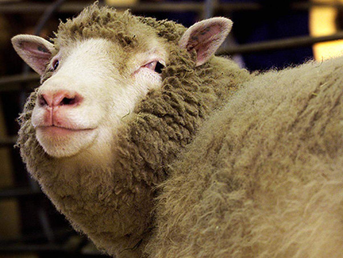 Vor zehn Jahren wurde Schaf Dolly - der weltweit erste Klon eines Säugetiers - der Öffentlichkeit vorgestellt und zierte weltweit die Titelseiten. Zuvor hatte das berühmteste Schaf der Welt sieben Monate lang ein fast normales Leben geführt.