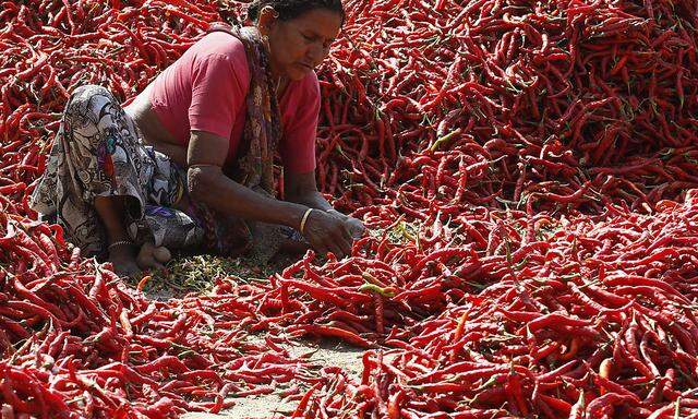 Für Indiens Chilifarmen tun sich neue Absatzmärkte auf.