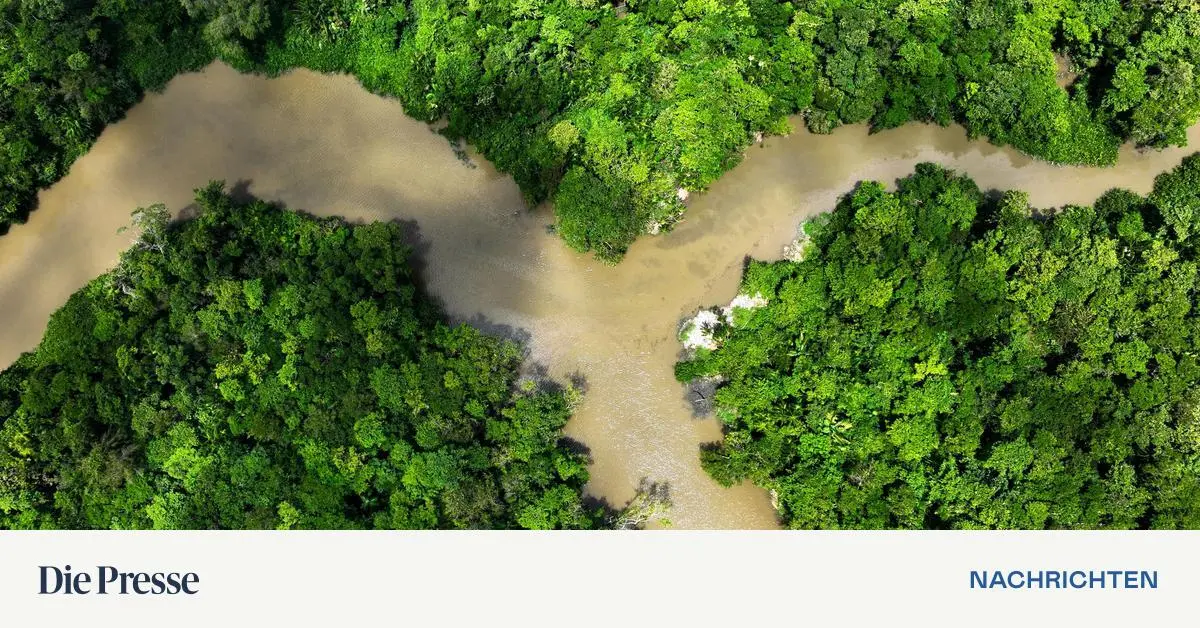 Brasiliens-Regenwald-verlor-in-40-Jahren-Fl-che-so-gro-wie-Spanien