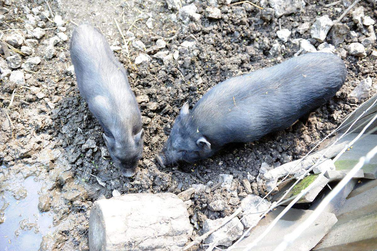 Auch manch heimische Haus- und Nutztierart lebt in Ernstbrunn, wie die Hängebauchschweine.