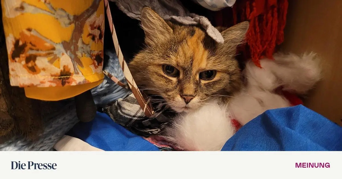 Sagen-Sie-es-k-rzer-premium-