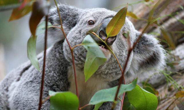 Diese Nahrung wäre für viele andere tödlich: Sorgsam wird Blatt für Blatt des wehrhaften Eukalyptus geprüft.