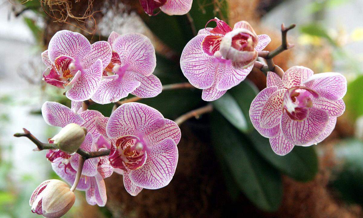 Orchideen mögen es warm und nicht allzu hell.