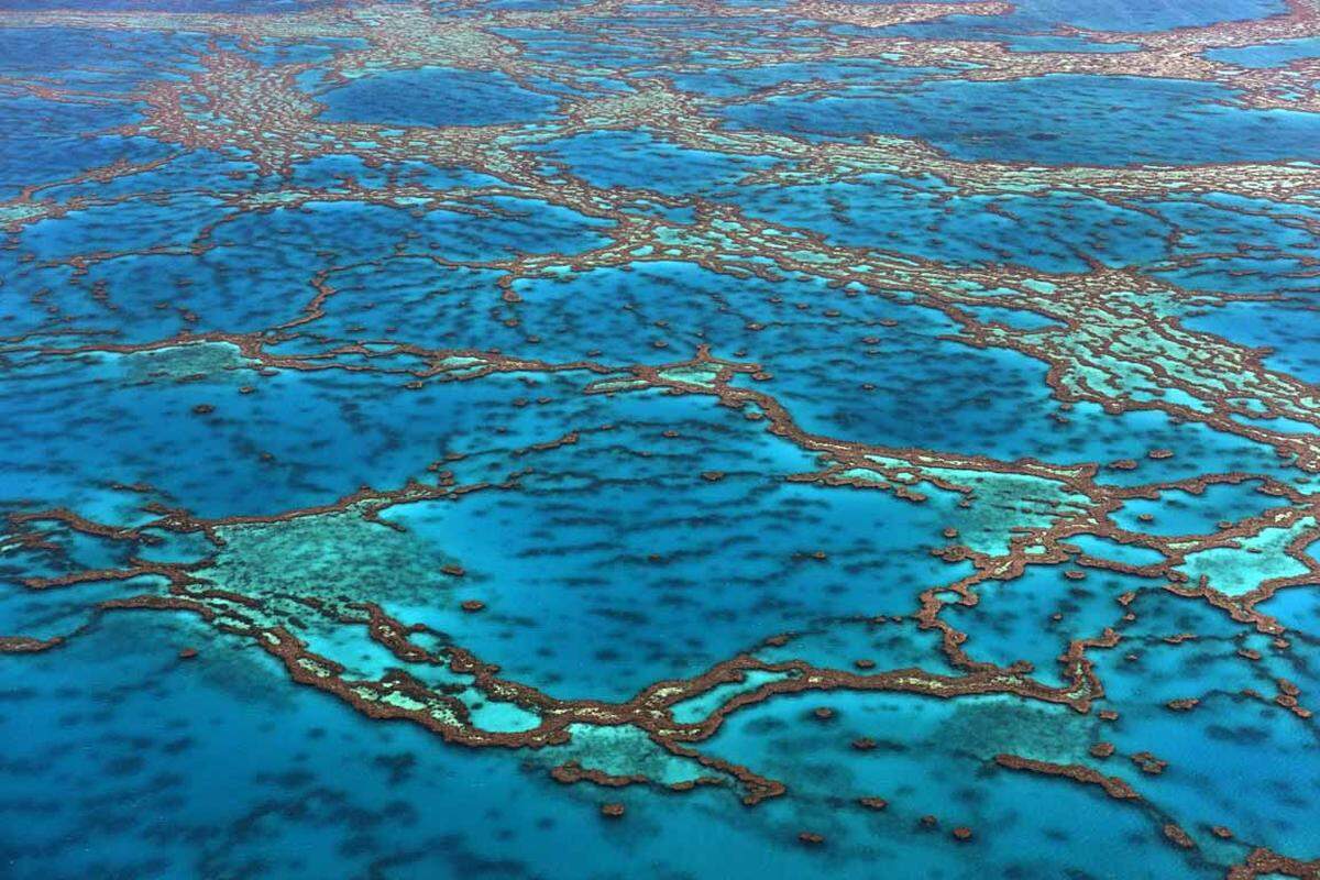 Das Great Barrier Reef vor der Küste Australiens ist stark gefährdet. Seit 1981 hat es die Hälfte seiner Korallenbestände verloren. Ein Grund ist die Erderwärmung, aber auch der starke Schifferverkehr und die damit verbundene Verschmutzung.