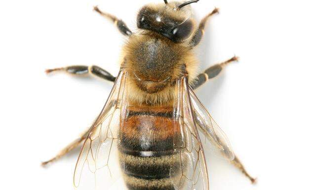 Das Gift der Biene wird für medizinische Zwecke verwendet.