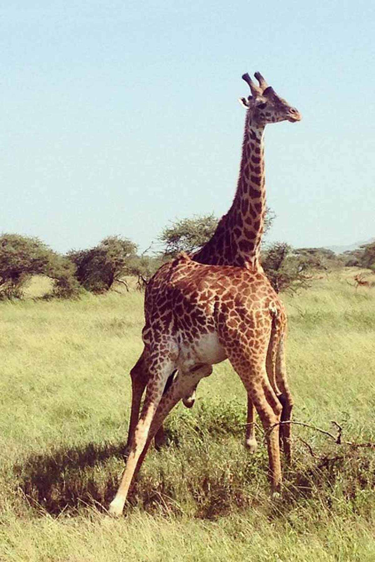 Der Sommer ging für Online-Redakteurin Sabine Hottowy in der steifen Brise der redaktionellen Klimanalage vorüber, weil das Frühjahr schon einen Ausflug in die tierreiche Savanne der tansanischen Serengeti brachte.