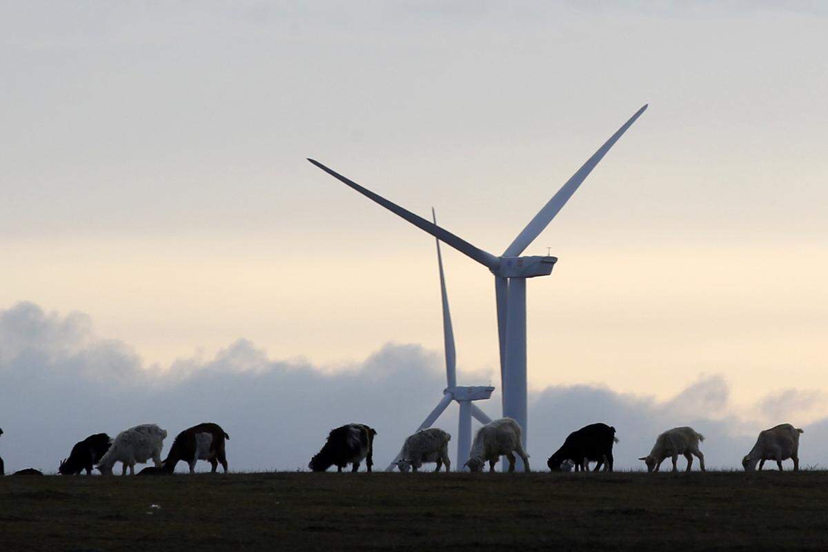 Ziegen grasen in einem Windpark in Rumänien. Der Park bei Fantanele und Cogealac gilt als der größte Windpark an Land in Europa. Aufnahme vom 8. Februar 2013.