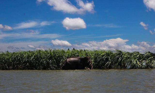In Indien ist der Brahmaputra vielerorts bis zu 13 Kilometer breit und nimmt im Bundesstaat Assam 60 Prozent der Landesfläche ein.