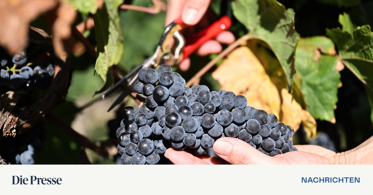 Weingut-Domaines-Kilger-Droht-nach-Insolvenz-auch-Schloss-Gamlitz-die-Schlie-ung-