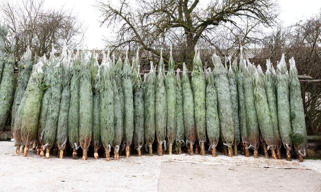 Nur noch wenige Stunden bis zum Heiligen Abend: Auch die Christbaumverkäufer sind am 24. Dezember noch da. 