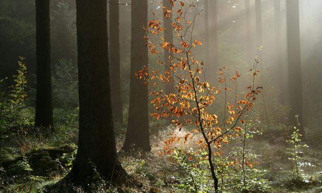 Herbstwald im Gegenlicht