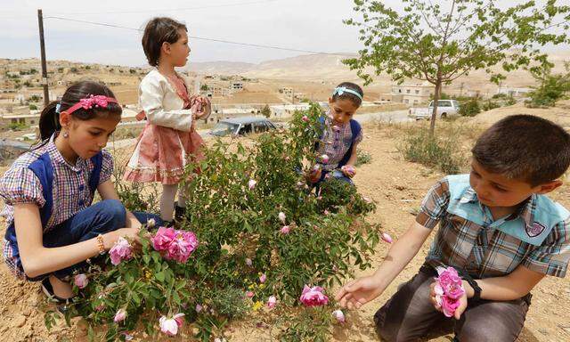 Syrische Kinder pflücken Rosen.