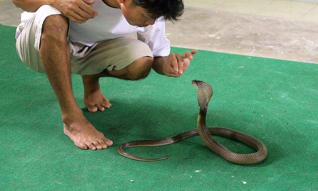Archivbild. Von der Kobra in Herne gibt es keine Fotos, bei dem Exemplar im Bild dürfte es sich um eine Monokelkobra  handeln. Sich der Giftnatter so zu nähern, wäre übrigens lebensgefährlich - wenn man nicht gerade erfahrener Schlangentrainer ist.