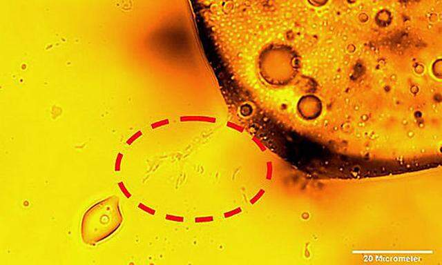 In this undated image provide by the journal Science, microbes degrade oil, indicated by the circle o