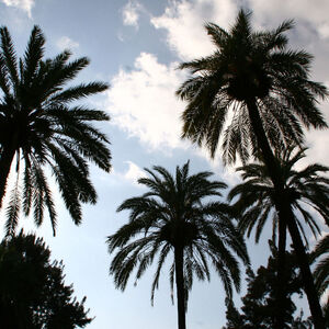 Pauschalreisen sind die einzige Kategorie, in der die Statistik Austria fallende Preise beobachten konnte.