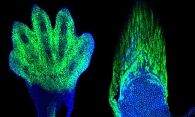 Maus (l.), Fisch (r.): In Händen und Flossen sind die gleichen Gene aktiv, das Leuchten zeigt es.