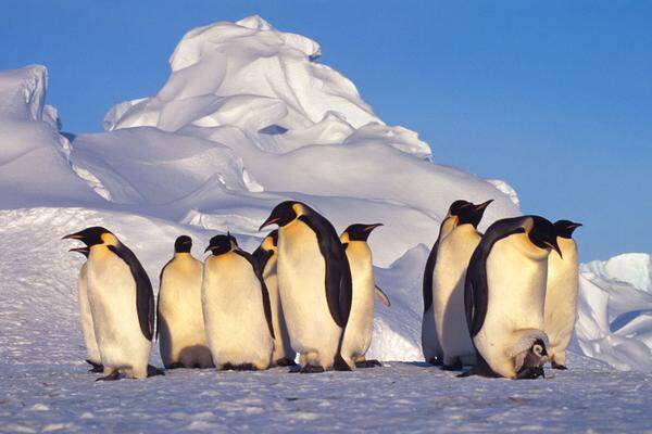 Pinguine: Die Ausweisung riesiger Meeresschutzgebiete in der Antarktis ist 2013 auf einer internationalen Konferenz im australischen Hobart erneut gescheitert. Der Druck durch Fischerei, Schifffahrt und Klimawandel auf das Südpolarmeer wird damit weiter zunehmen. Die Antarktis umfasst die am wenigsten berührten Meere der Erde und ist Heimat von fünf verschiedenen Pinguinarten. Darunter die größten aller Frackträger: die Kaiserpinguine.