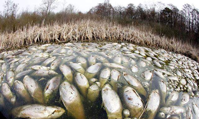 Millionen tote Fische in Maryland entdeckt