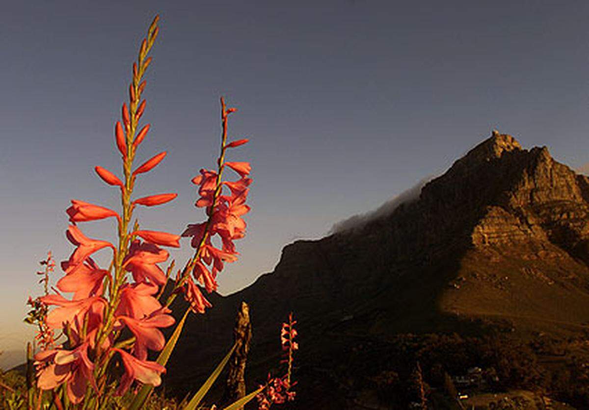 Etwa 10 Prozent aller Pflanzenarten der Welt sind in Südafrika beheimatet. Eine Vielzahl der uns bekannten Arten an Blütenpflanzen stammt ursprünglich von dort, beispielsweise Pelargonien, Strelitzien, Lebende Steine, Klivie und Protea.