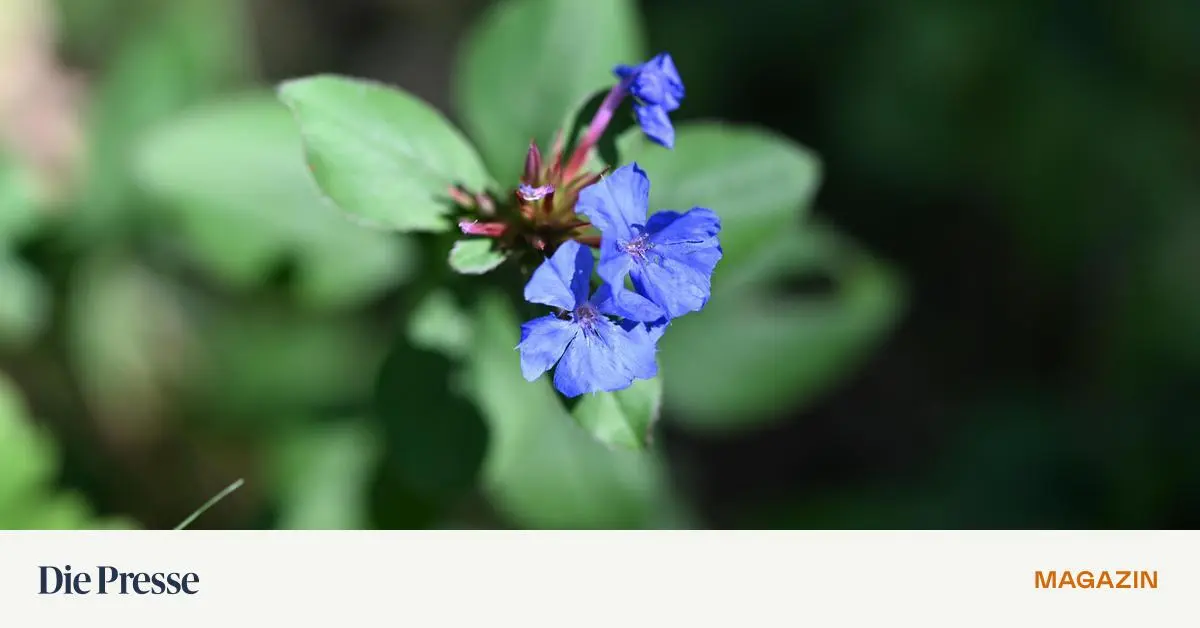 Chinesische-Bleiwurz-Roter-Teppich-mit-blauen-Sternen-premium-