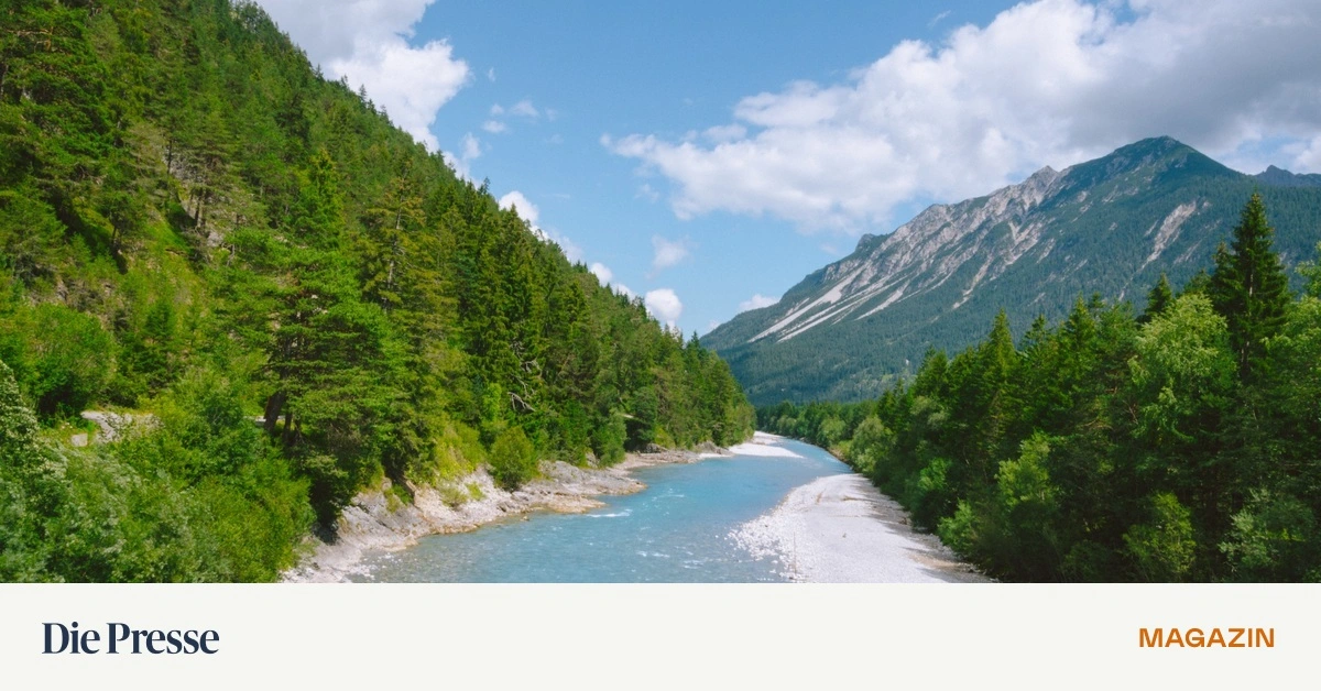 Die-Fische-sollen-beim-Kraftwerk-nicht-im-Tr-ben-schwimmen