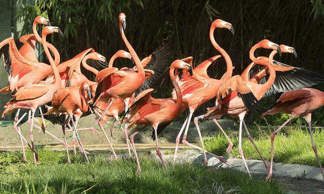 Rote Flamingos am Dienstag, 25. April 2017, im Tiergarten Schönbrunn in Wien. 