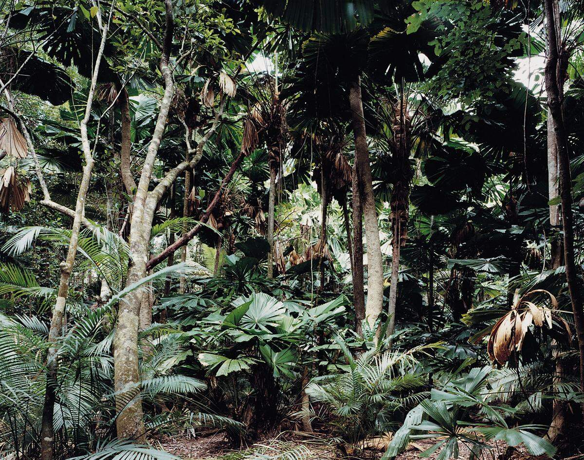 Das Entree ist von Landschaften geprägt, darunter dichter Urwald (Thomas Struth) und ein malerischer Wasserfall von Nina Pohl als düster-dynamischer Blickfang.   Thomas Struth: Paradise 2 (Pilgrim Sands), Daintree/Australien, 1998