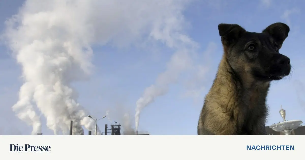 Berichte-ber-viele-Todesf-lle-von-Babys-in-sibirischer-Geburtsklinik