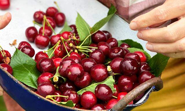 Mit frisch gepflückten Kirschen schmeckt das Clafoutis am besten. Schlagobers oder Eis passt auch dazu.