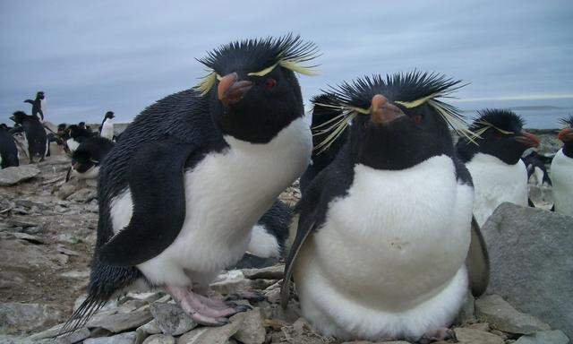 Die Vorfahren dieser Rockhopper-Pinguine dürften sich weit früher entwickelt haben als angenommen.