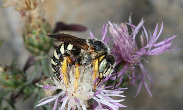 Die Steppen-Harzbiene ist in ganz Mitteleuropa selten: Sie sammelt Pollen an Disteln und Flockenblumen.
