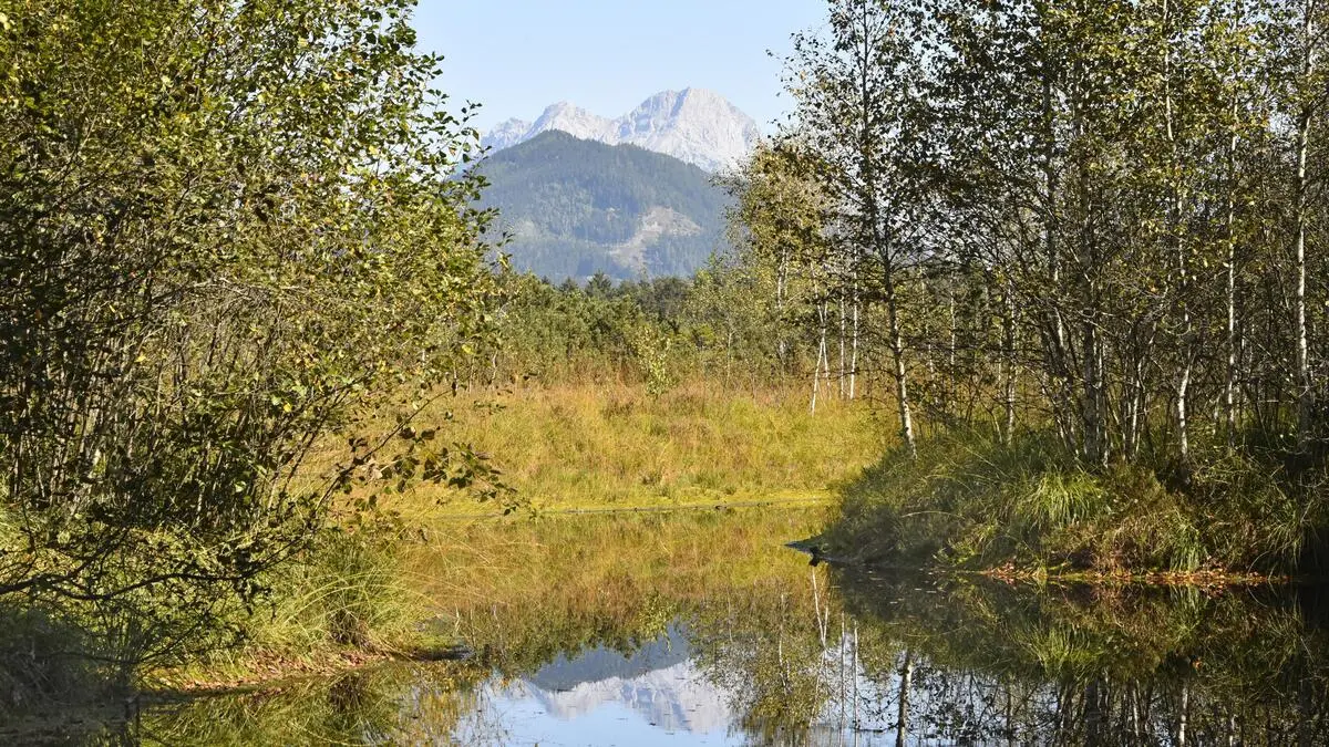 Moore-als-Kohlenstoffspeicher-Wie-Feuchtgebiete-den-Klimawandel-bremsen-premium-