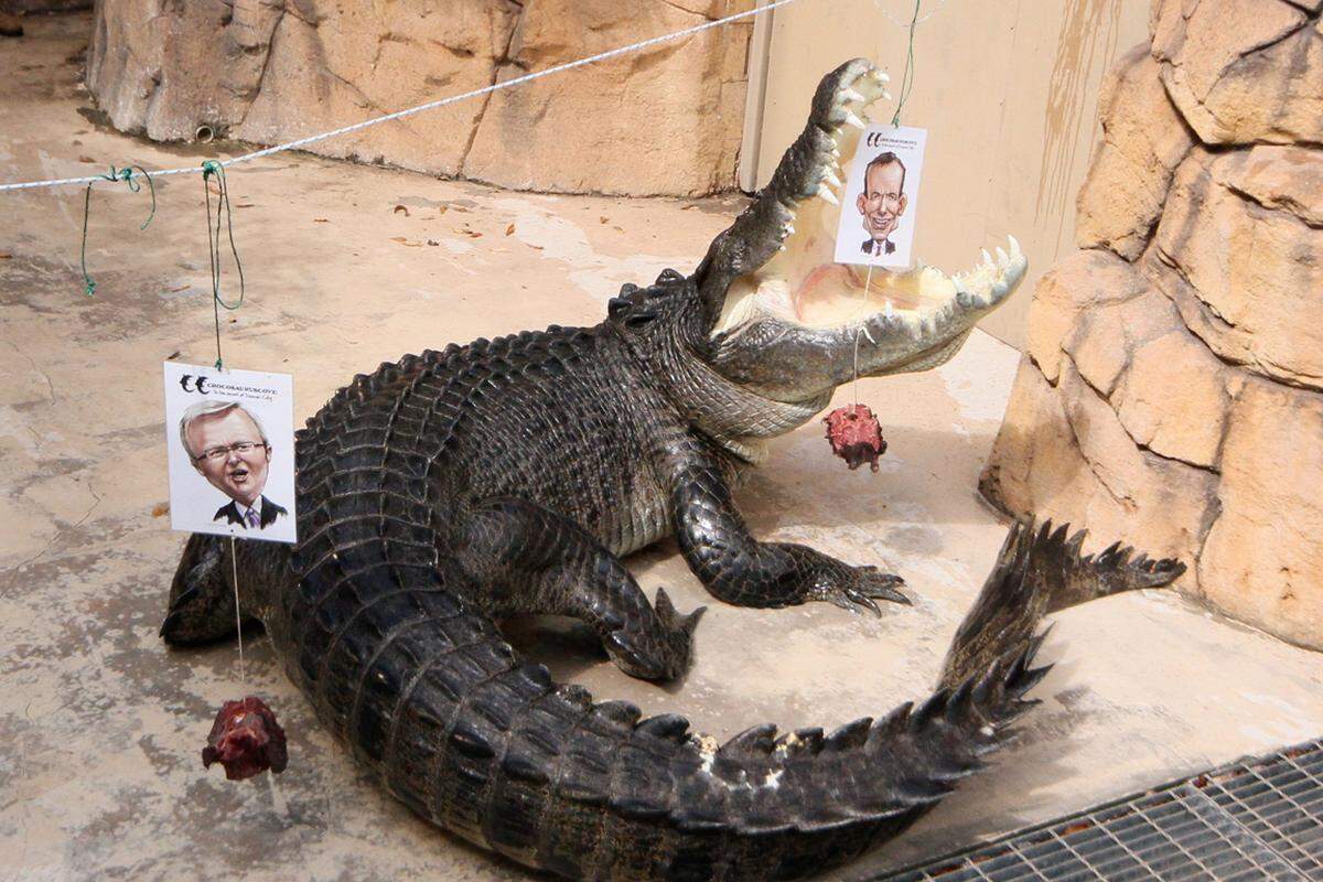 Der australische Premier Kevin Rudd kann seine Koffer packen - zumindest, wenn man der Vorhersage von Krokodil "Big Wendell" Glauben schenkt. Das hellseherisch veranlagte Reptil verbiss sich in ein Bild von Oppositionsführer Tony Abbott und sagte damit seinen Sieg bei der Parlamentswahl am Samstag voraus. Fleisch, das an einem Bild von Rudd befestigt war, hatte "Big Wendell" zuvor nicht angerührt, wie australische Medien am Donnerstag berichteten. Mit 5,5 Metern ist "Big Wendell" das größte in Australien in Gefangenschaft lebende Krokodil. Er spielte zum ersten Mal Orakel. 2010 hatte ein anderes Krokodil das Wahlergebnis richtig "vorausgesagt".