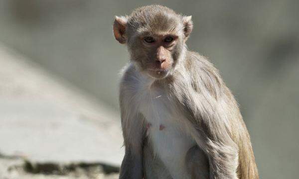 Die Bezeichnungen "positiv" und "negativ" beziehen sich auf weitere Merkmale von Blutgruppen. Rh ist die Abkürzung von Rhesus, dem Namen einer Affengattung, mit der ebenfalls Karl Landsteiner und der Serologe Alexander Wiener experi-mentierten und mit dessen Hilfe Landsteiner 1940, drei Jahre vor seinem Tod, auch noch die Rhesusgruppen entdeckte. Im Serum von Kleintieren, in die Landsteiner das Blut von Macacus-Rhesusaffen injizierte, wies der Wissenschaftler jene Stoffe nach, die auch bei 85 Prozent der Menschen die roten Blutkörperchen verklumpen lassen.