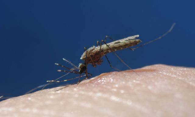 Die meisten Mittel gegen Malaria, die heute benutzt werden, wurden im vergangenen Jahrhundert entwickelt. 
