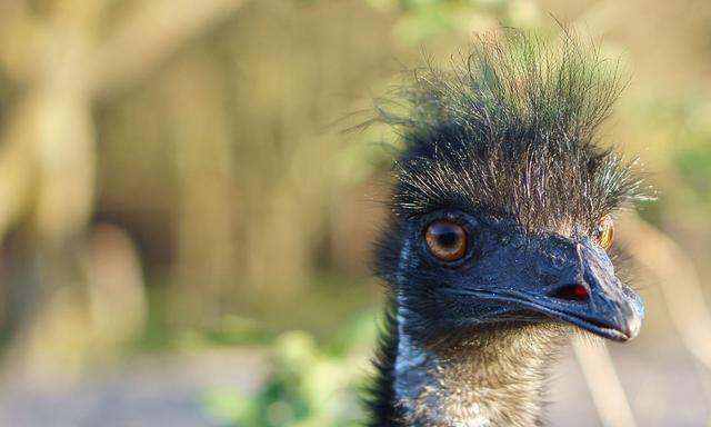 Symbolbild: Emu