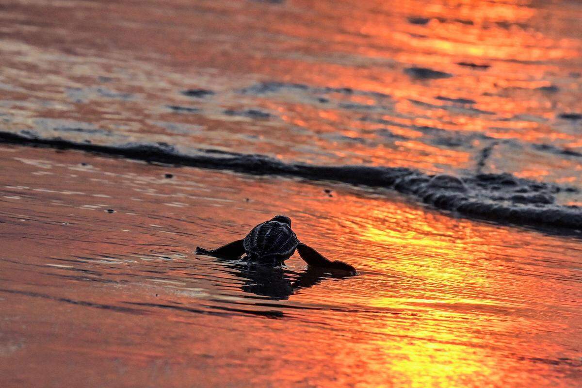 17. Jänner. Eine Oliv-Bastardschildkröte schwimmt in Indonesien in den Sonnenuntergang.