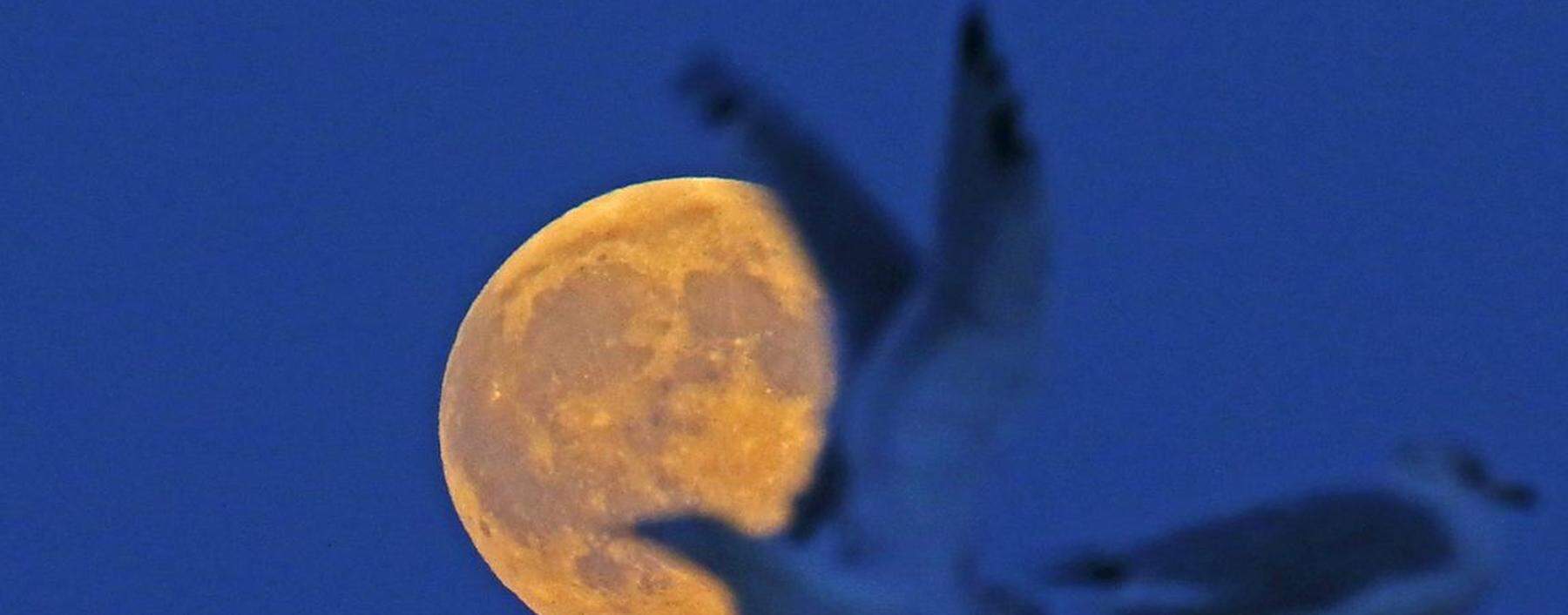 The supermoon raises behind seagulls on the beach in Evanston, Illinois