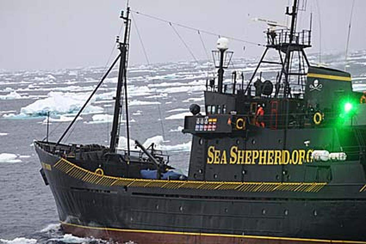 Die japanische Walfangflotte ist vor einem Monat für seine jährliche "Forschungsreise" in das Antarktische Meer aufgebrochen.