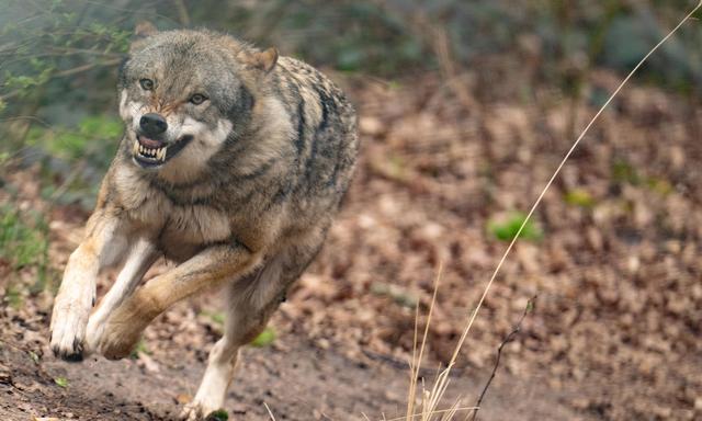 Der Wolf zählt zu den geschützten Tieren, ein Kärntner Bürgermeister stand nun wegen einer versprochenen Abschuss-Belohnung vor Gericht.