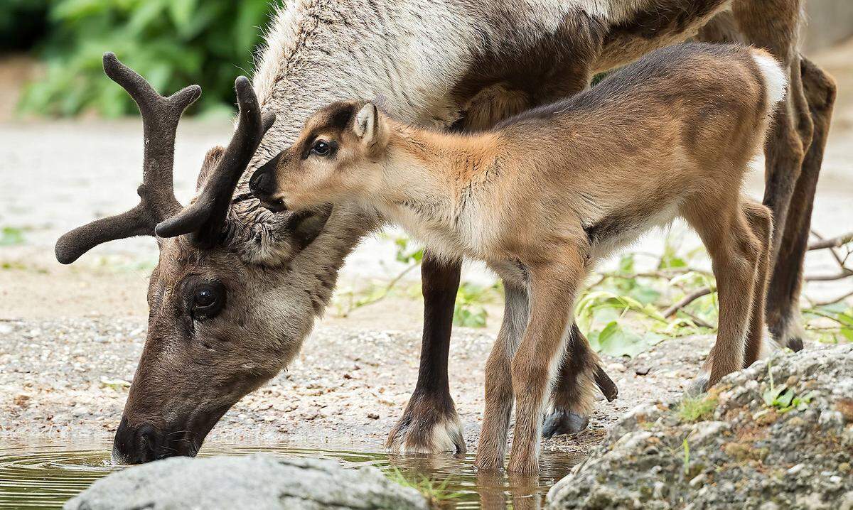 "Der letzte Nachwuchs bei unseren Rentieren liegt schon fünf Jahre zurück. Die beiden Jungtiere wurden Snorre und Sippo getauft und freuen sich auf Besuch", sagte Tiergartendirektor Stephan Hering-Hagenbeck.