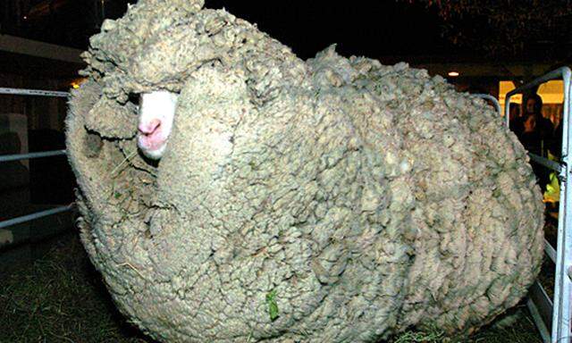 beruehmteste Schaf Neuseeland