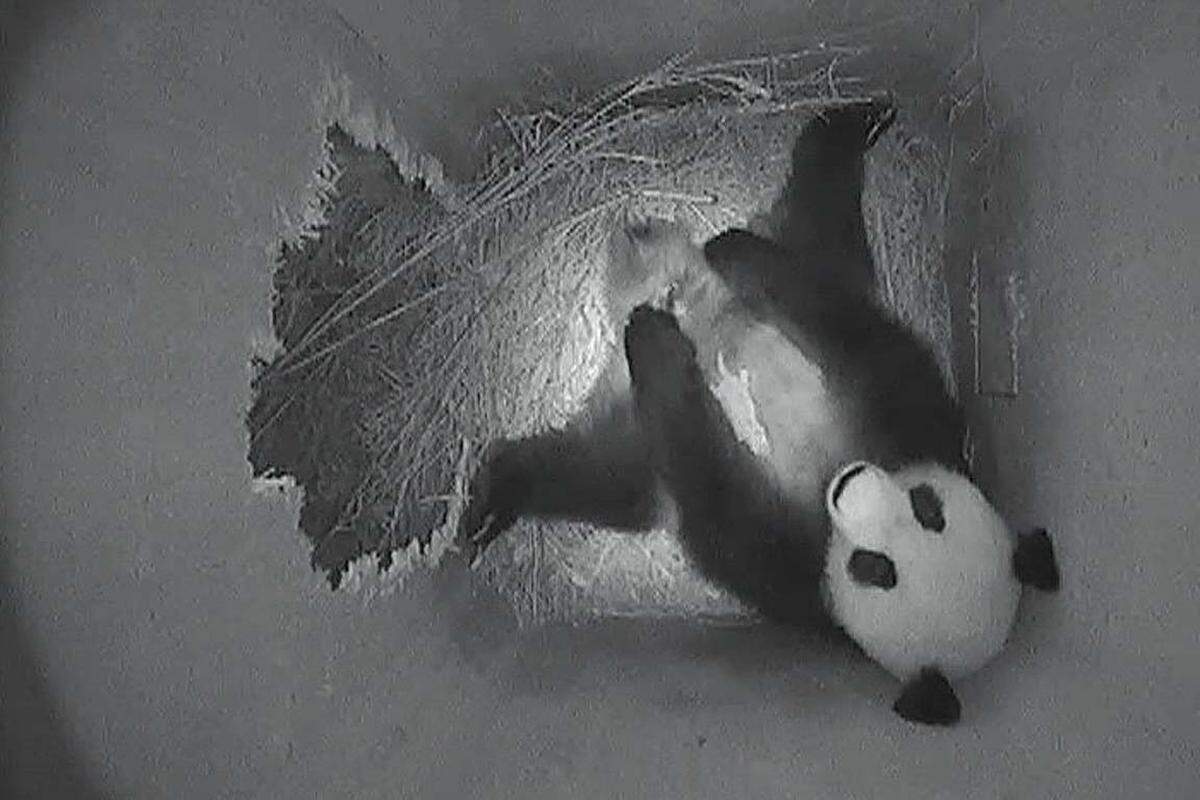 Fu Long, der Bruder des noch namenlosen Panda-Babys, lebt mittlerweile in China.