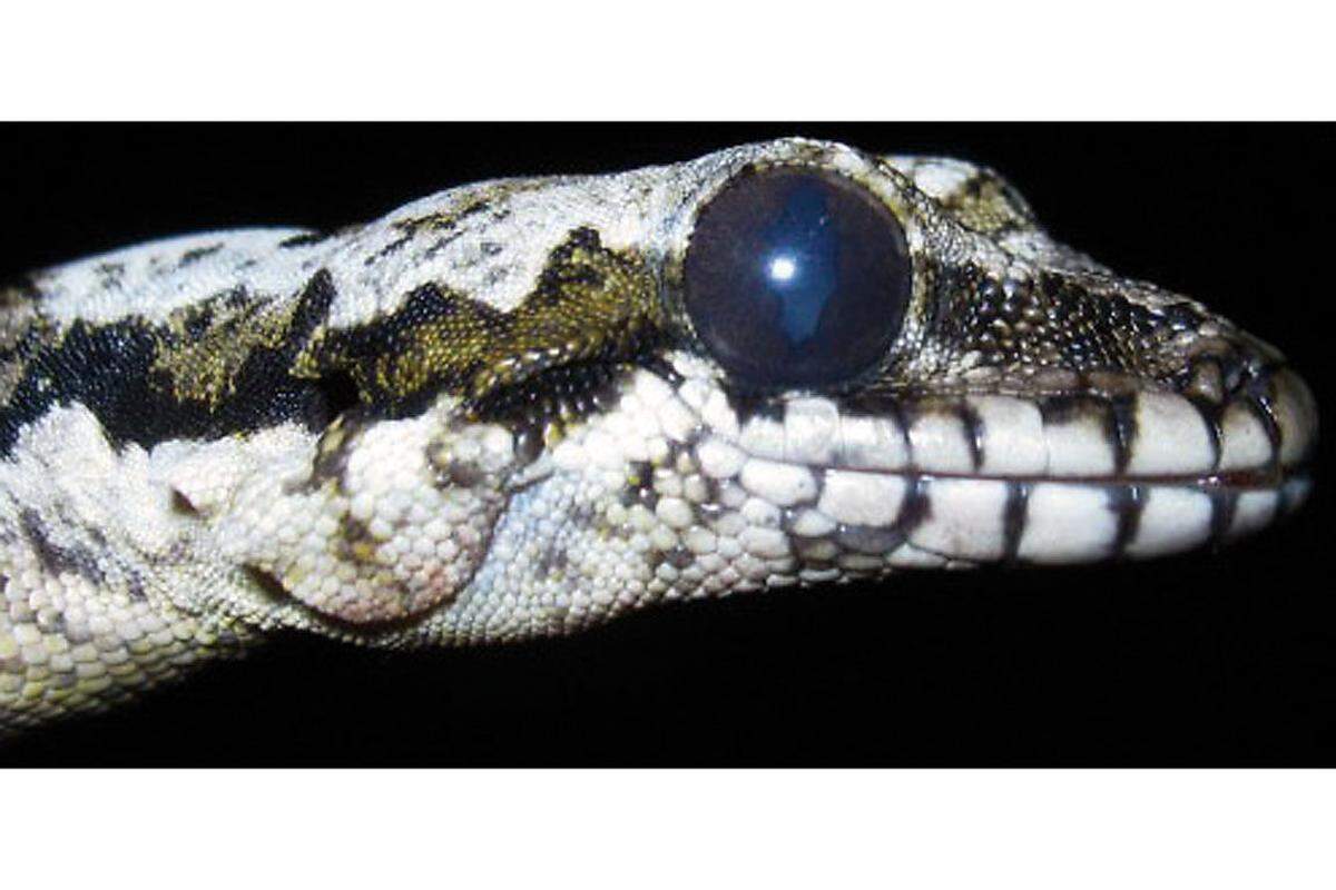 Ein tierischer Überflieger ist der Gecko Ptychozoon kaengkrachanense (im Bild) aus dem westlichen Thailand. Mit Hautlappen an den Flanken und zwischen den Zehen können die Tiere von Baum zu Baum gleiten.