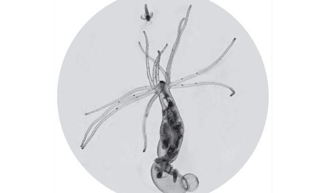 Ein Salinenkrebs (oben) dient als Futter für die Seeanemone Nematostella vectensis.